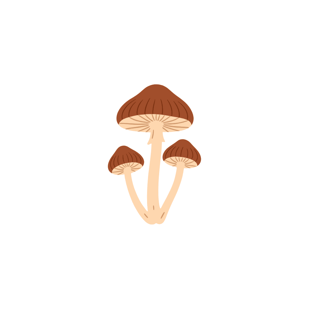 Mushrooms - Gullkost
