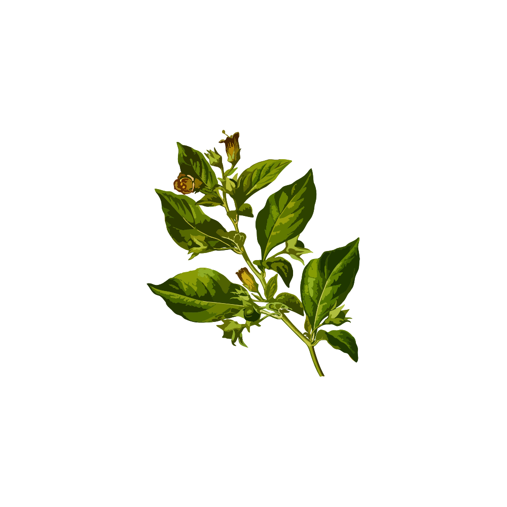 Speciality Supplements - Anton Nutrition